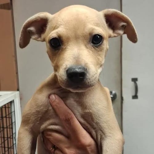 SAM - Labrador Retriever / Terrier available for adoption