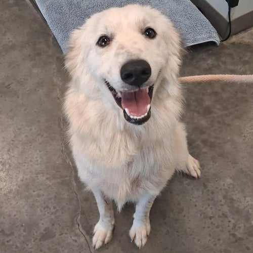 ROSA - Great Pyrenees available for adoption