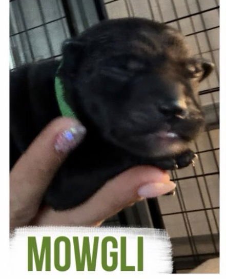 MOWGLI - Labrador Retriever available for adoption