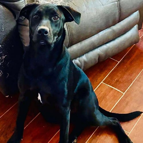 CASSIE - Labrador Retriever available for adoption