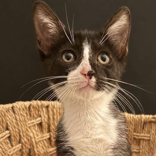 BK - Domestic Short Hair available for adoption
