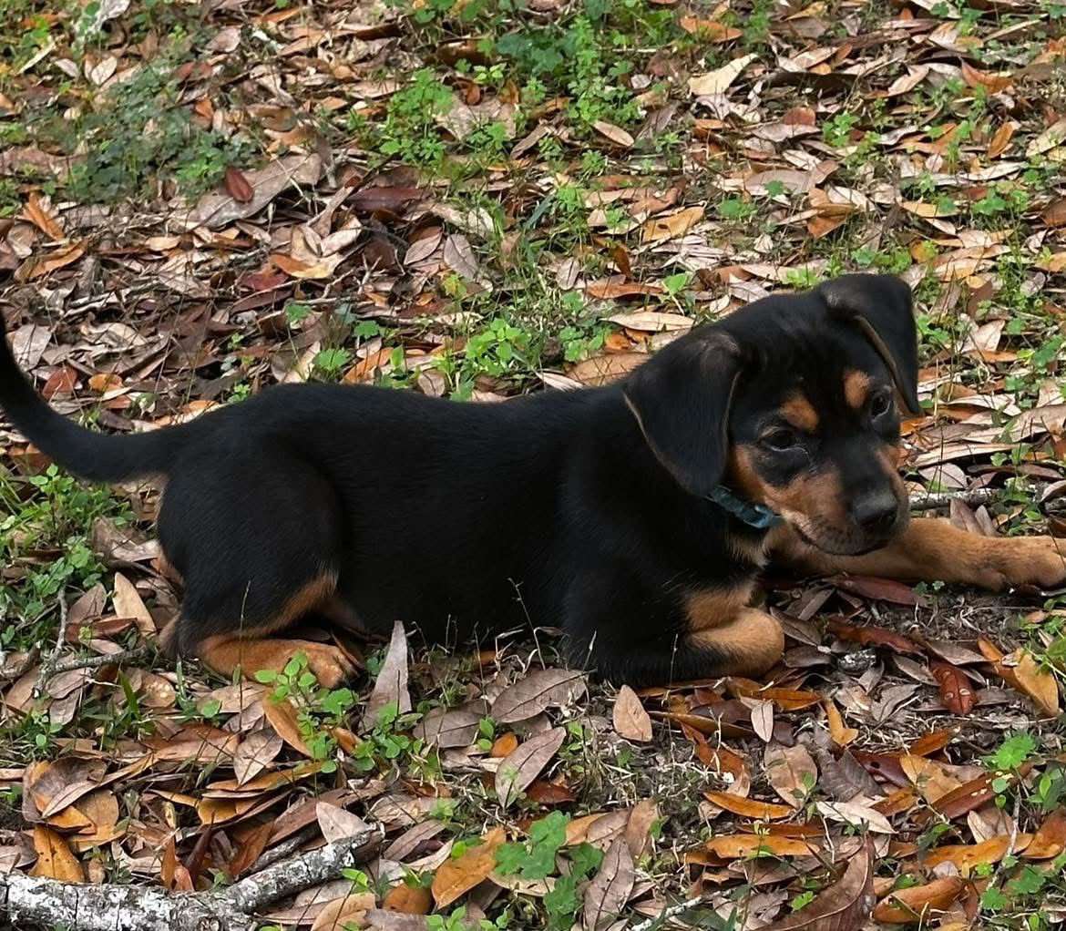 FISHER - Terrier available for adoption