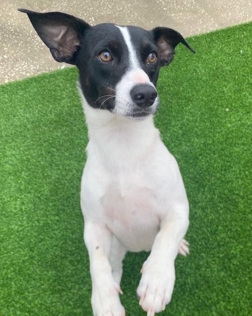 FEZ - Terrier available for adoption