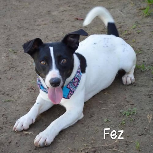 FEZ - Terrier available for adoption