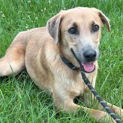 TULLEN - Labrador Retriever / Catahoula Leopard Dog available for adoption