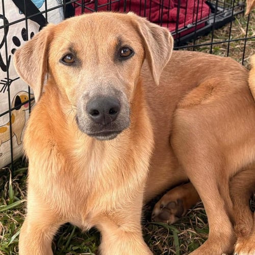 TULLEN - Labrador Retriever / Catahoula Leopard Dog available for adoption