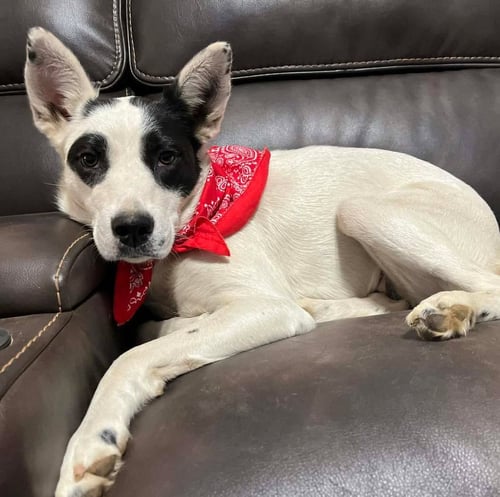 ALLY - Border Collie available for adoption