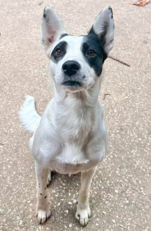 ALLY - Border Collie available for adoption