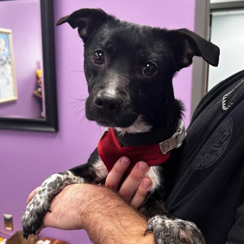 FRANKY - Terrier available for adoption