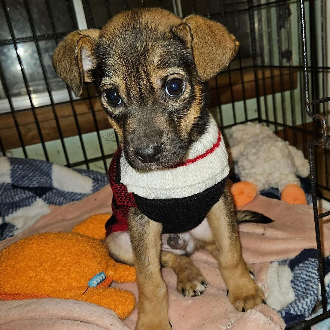 KIP - Labrador Retriever available for adoption