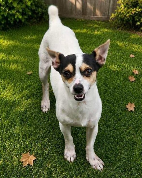 ELLIE MAY - Jack Russell Terrier available for adoption