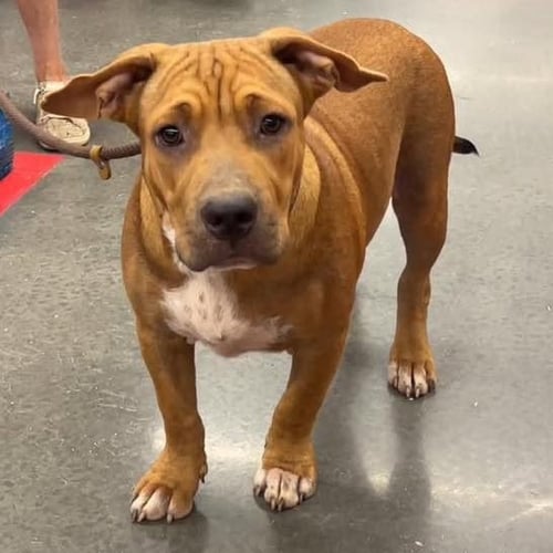 MAXIE - Black Mouth Cur available for adoption