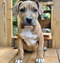 Maxie - Photo 3