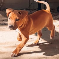 Maxie - Photo 4