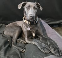 Tiller - Photo 3
