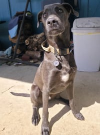 Tiller - Photo 4