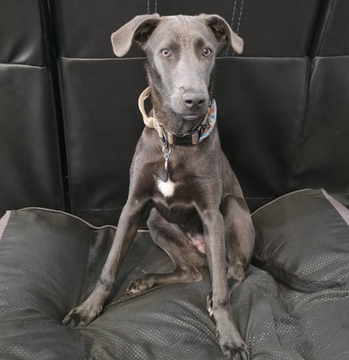 TILLER - Labrador Retriever / Catahoula Leopard Dog available for adoption