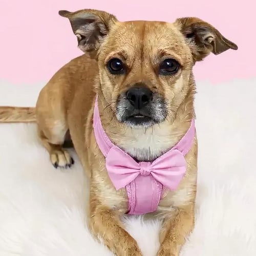 BOUNCE - Terrier available for adoption