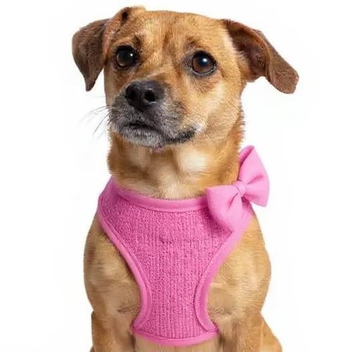BOUNCE - Terrier available for adoption