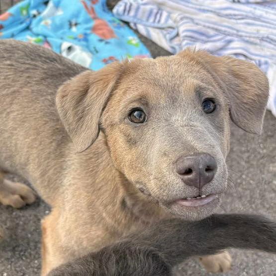 BENTLEY - Labrador Retriever available for adoption