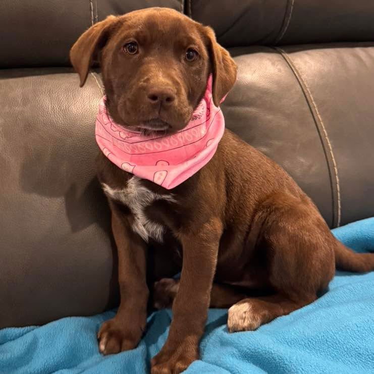 DARLA - Labrador Retriever available for adoption