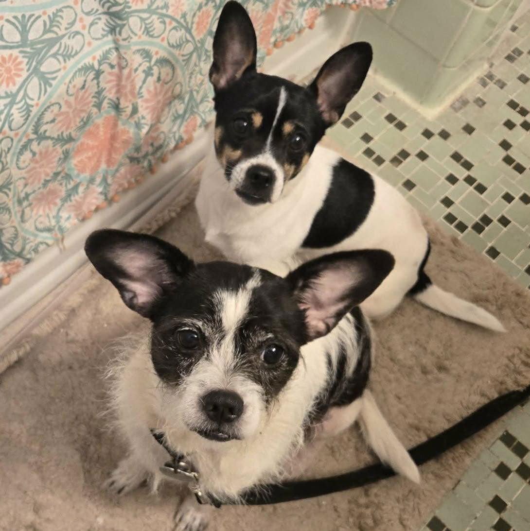 LUCY & HARRY - Chihuahua available for adoption