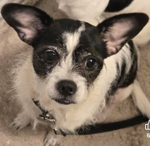 LUCY - Chihuahua available for adoption