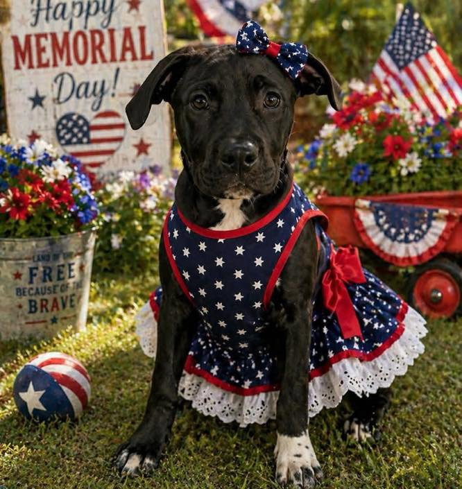 Beatrice Image