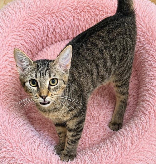 MATTIE - Domestic Short Hair available for adoption