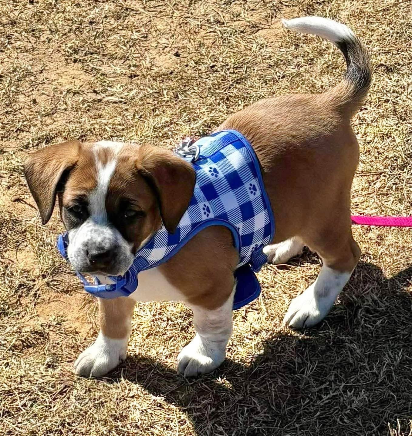 WILLA - Saint Bernard / Siberian Husky available for adoption