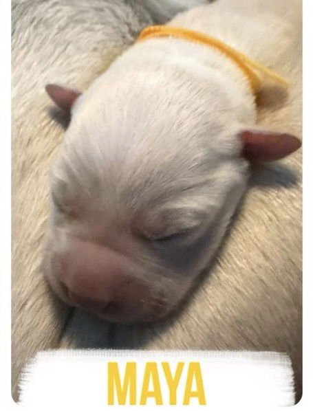 MAYA - Labrador Retriever available for adoption