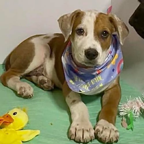 OAKLEY - Labrador Retriever available for adoption