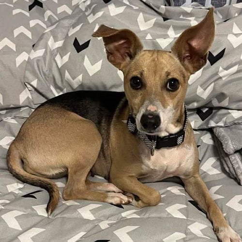 BABY GIRL - Terrier available for adoption