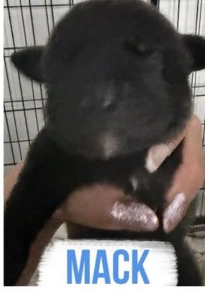 MACK - Labrador Retriever available for adoption