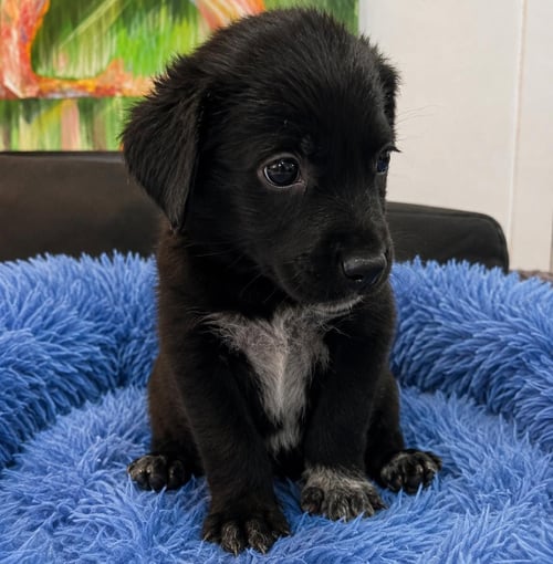 LINCOLN - Golden Retriever / Poodle (Standard) available for adoption