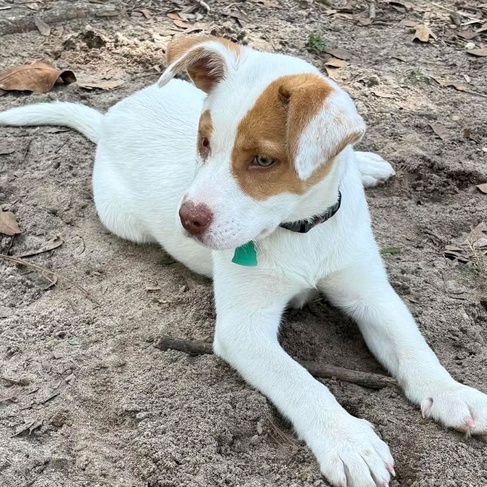 SADIE - Brittany available for adoption