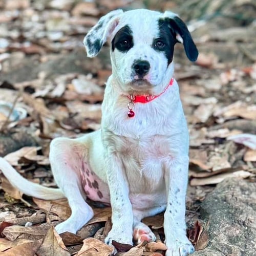 STELLIE - Great Pyrenees available for adoption