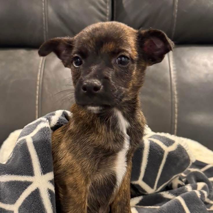 KYZER - Terrier available for adoption