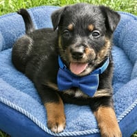Levi - Photo 2