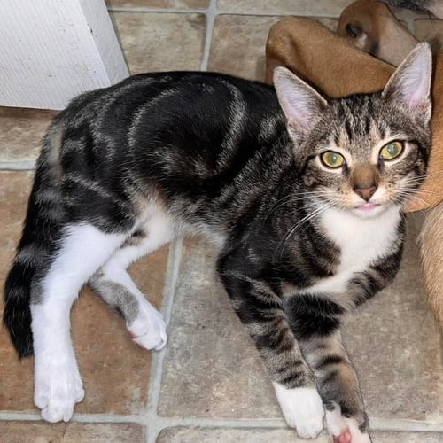 OSCAR - Domestic Short Hair available for adoption