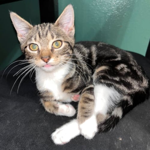 OSCAR - Domestic Short Hair available for adoption