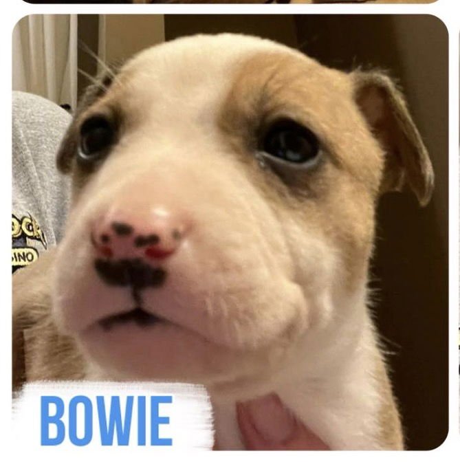 BOWIE - Terrier available for adoption