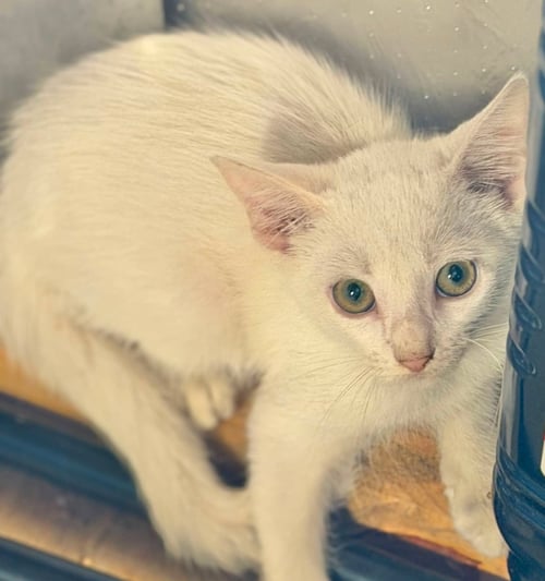 PICKLES - Domestic Medium Hair available for adoption