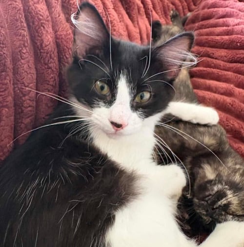 KADE - Domestic Medium Hair available for adoption