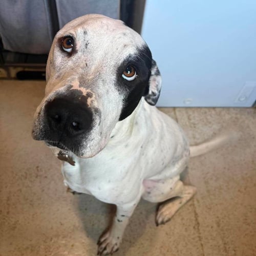 BUD - American Bulldog available for adoption