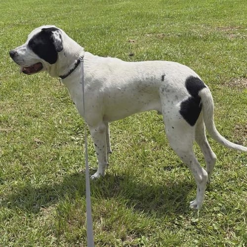 BUD - American Bulldog available for adoption