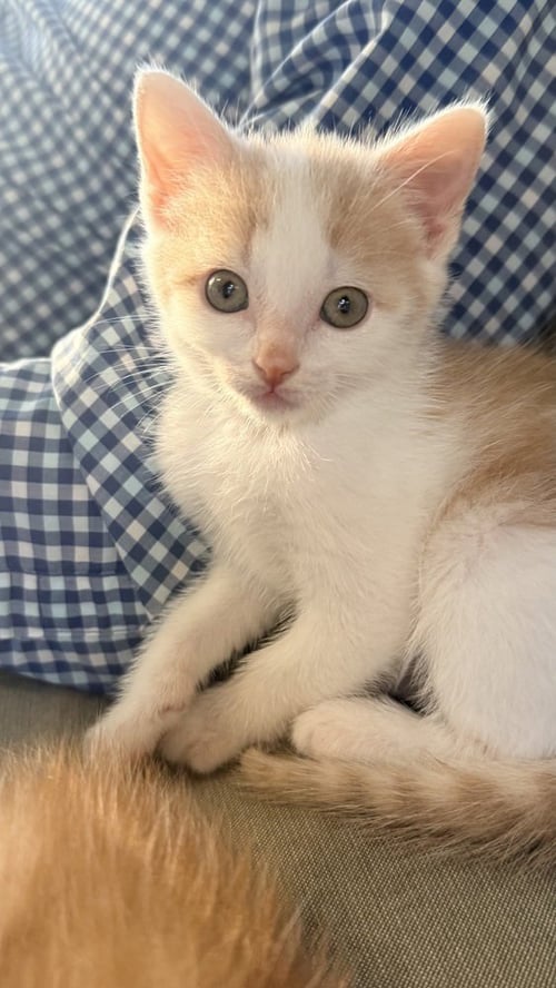 SHENANDOAH - Domestic Short Hair available for adoption