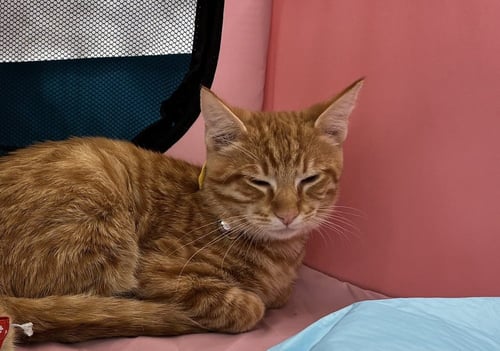 TIMMY - Domestic Short Hair available for adoption