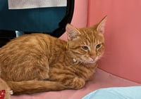 Timmy - Photo 4