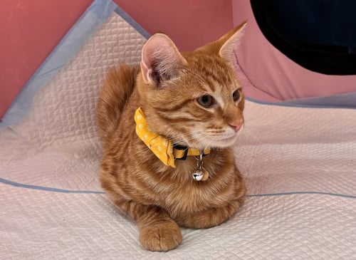 TIMMY - Domestic Short Hair available for adoption